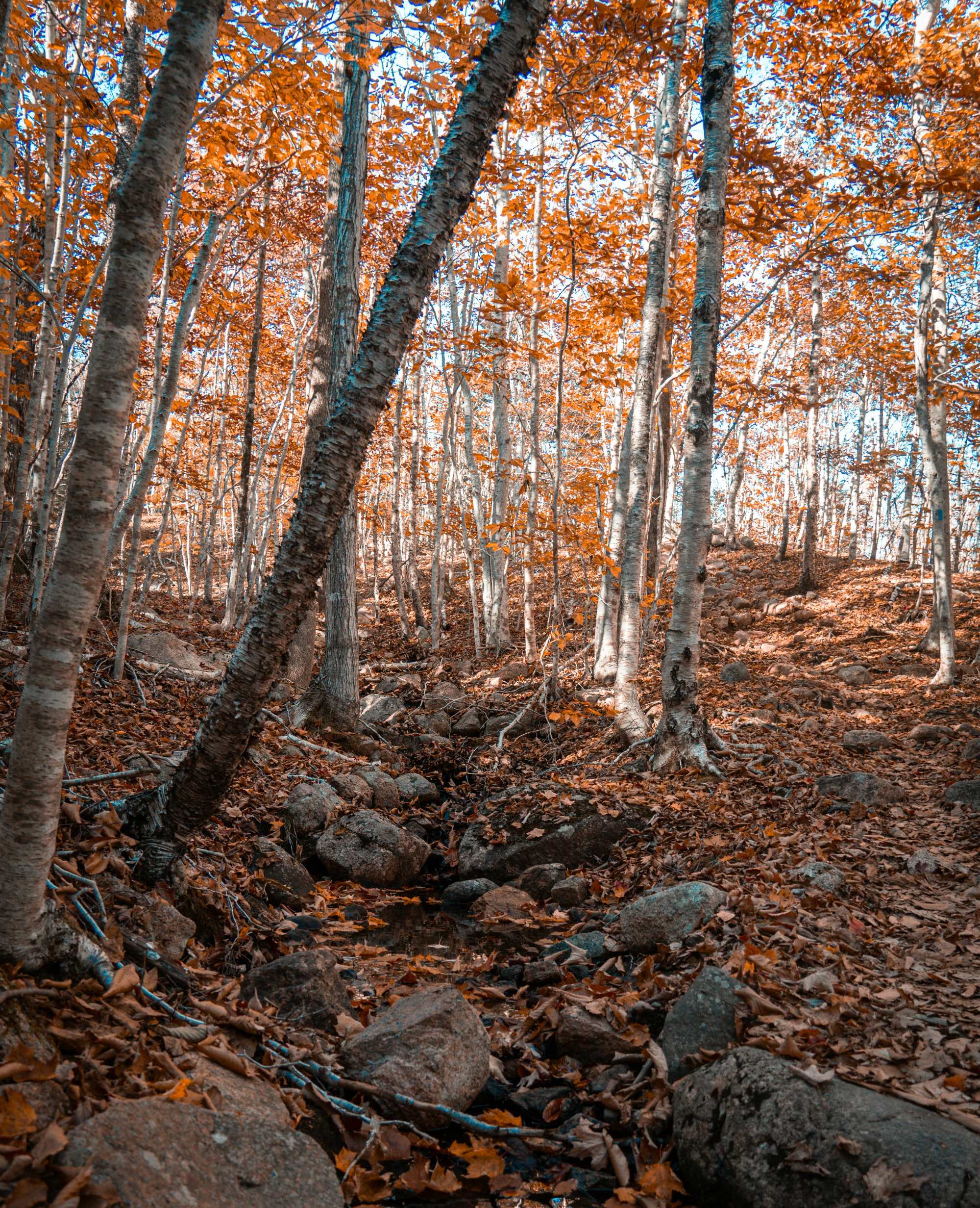 Fall Trees in Forest
