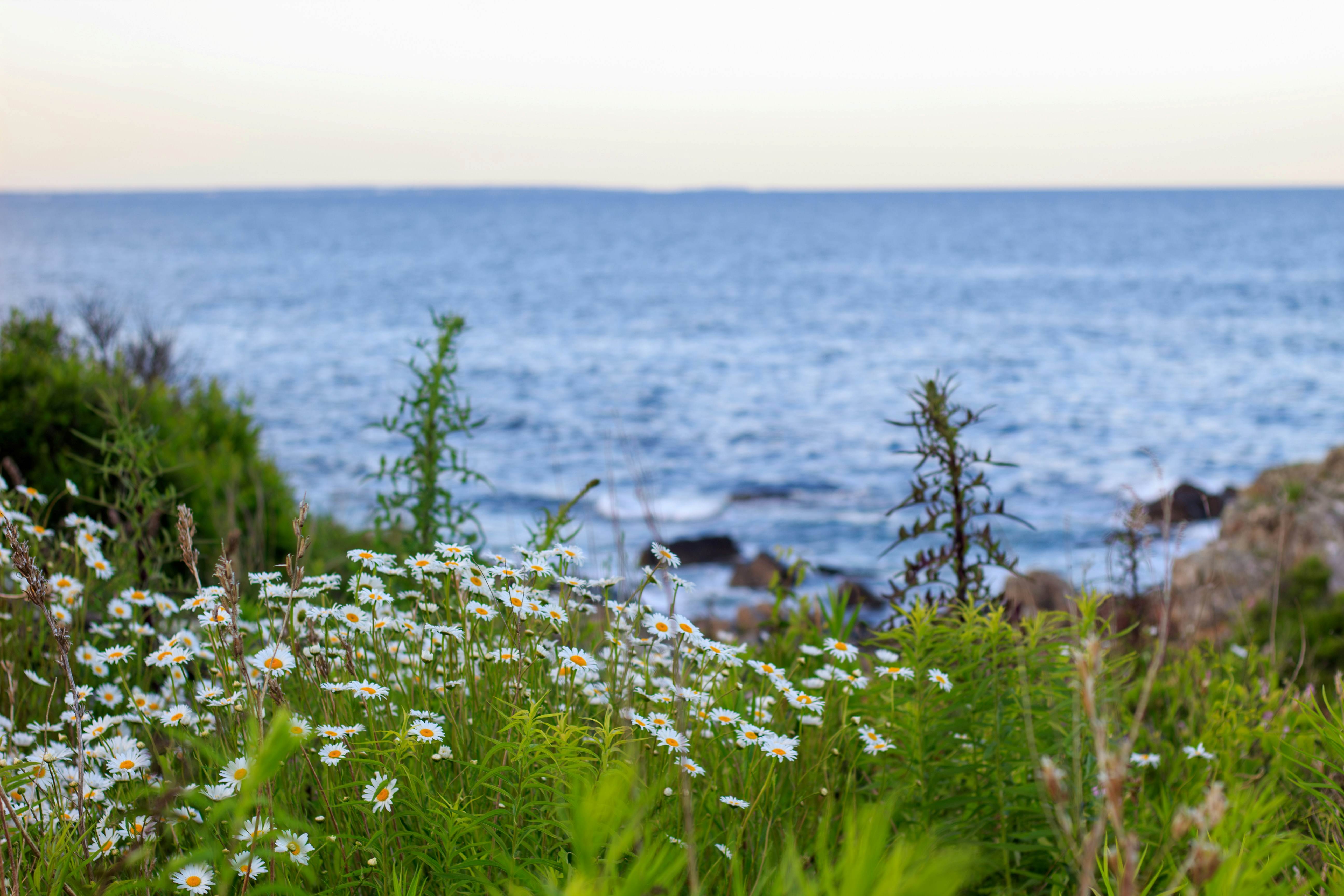 Wildflowers on Ocean Coast