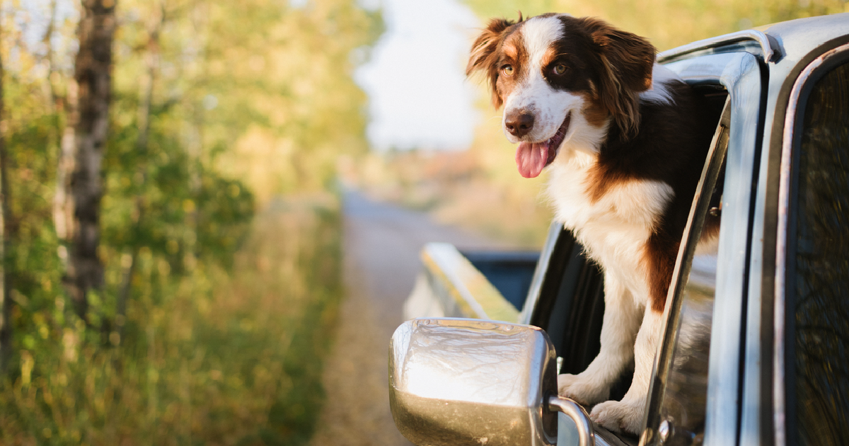 Landing Page Image - Dog Out Window - 1200x630